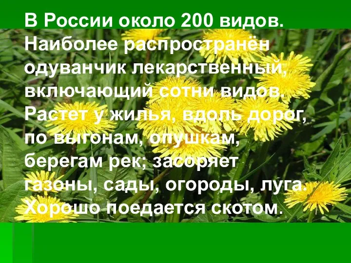 В России около 200 видов. Наиболее распространён одуванчик лекарственный, включающий