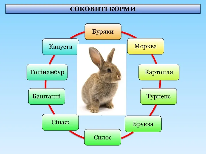 СОКОВИТІ КОРМИ