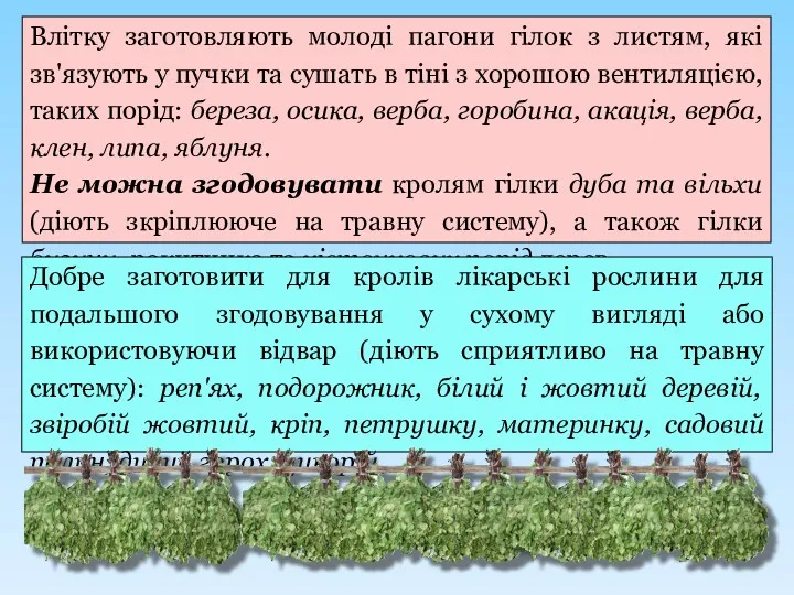 Влітку заготовляють молоді пагони гілок з листям, які зв'язують у