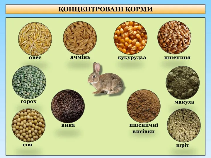 КОНЦЕНТРОВАНІ КОРМИ овес ячмінь кукурудза пшениця горох соя вика пшеничні висівки макуха шріт