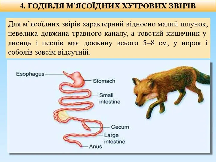 4. ГОДІВЛЯ М’ЯСОЇДНИХ ХУТРОВИХ ЗВІРІВ Для м’ясоїдних звірів характерний відносно