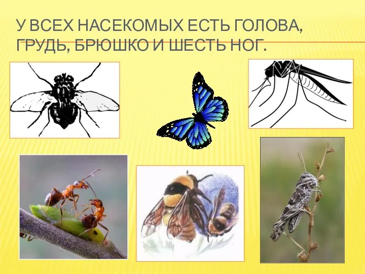 У всех насекомых есть голова, грудь, брюшко и шесть ног.