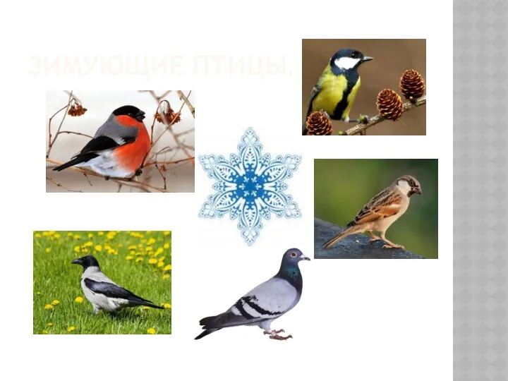 Зимующие птицы.