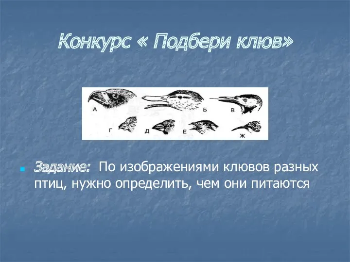 Конкурс « Подбери клюв» Задание: По изображениями клювов разных птиц, нужно определить, чем они питаются