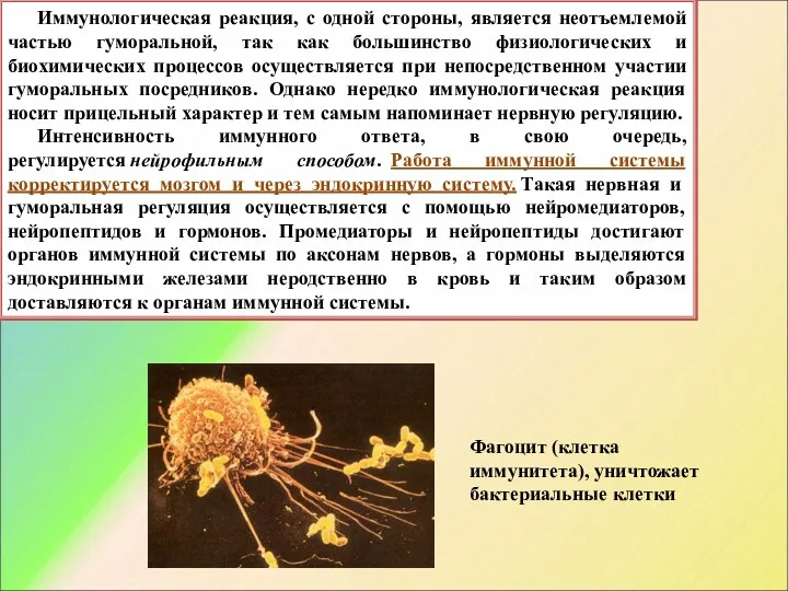 Иммунологическая реакция, с одной стороны, является неотъемлемой частью гуморальной, так