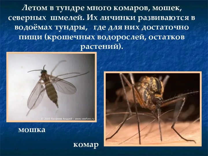 Летом в тундре много комаров, мошек, северных шмелей. Их личинки развиваются в водоёмах