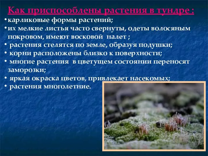 Как приспособлены растения в тундре : карликовые формы растений; их мелкие листья часто