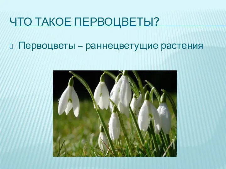 Что такое первоцветы? Первоцветы – раннецветущие растения