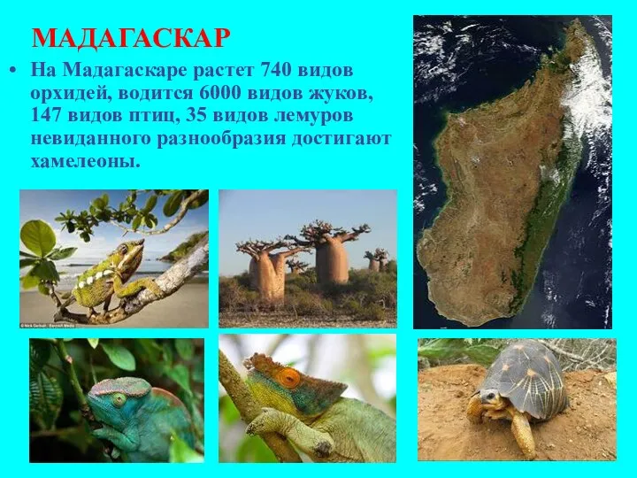 На Мадагаскаре растет 740 видов орхидей, водится 6000 видов жуков, 147 видов птиц,