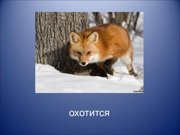 охотится