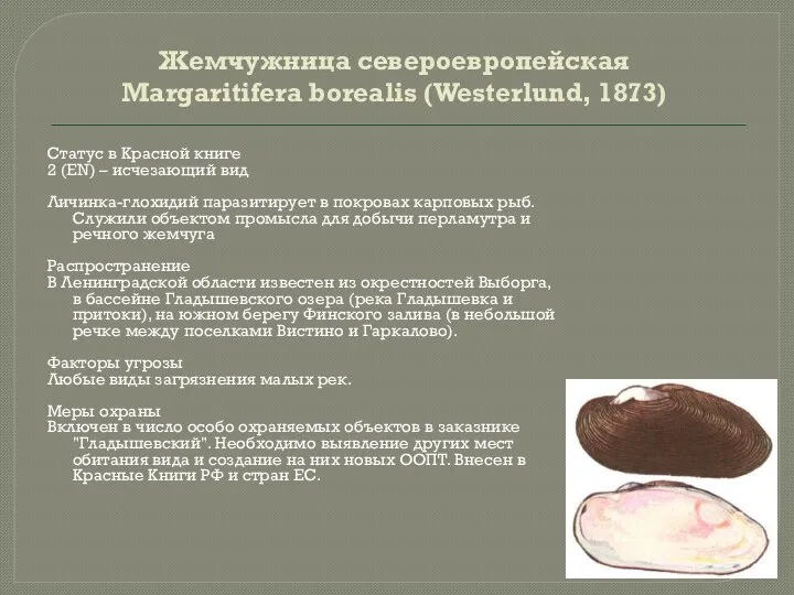 Жемчужница североевропейская Margaritifera borealis (Westerlund, 1873) Статус в Красной книге