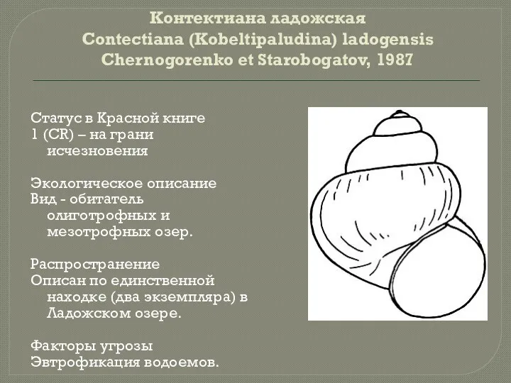 Контектиана ладожская Contectiana (Kobeltipaludina) ladogensis Chernogorenko et Starobogatov, 1987 Статус