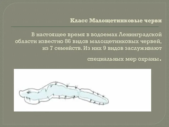 Класс Малощетинковые черви В настоящее время в водоемах Ленинградской области