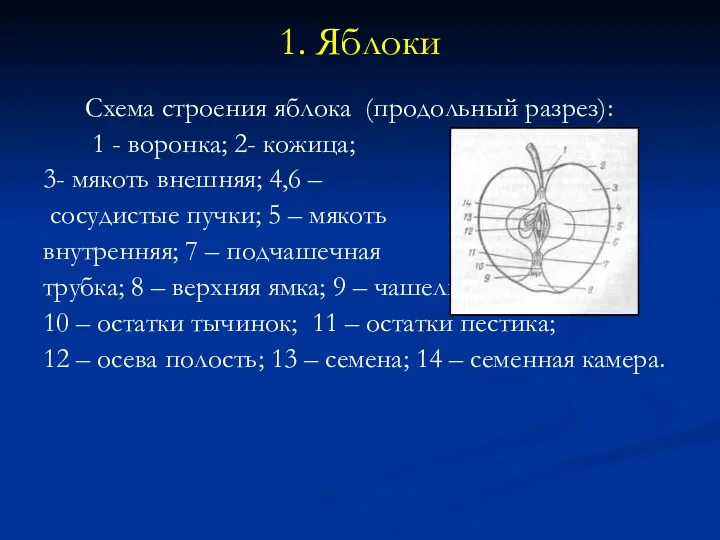 1. Яблоки Схема строения яблока (продольный разрез): 1 - воронка;