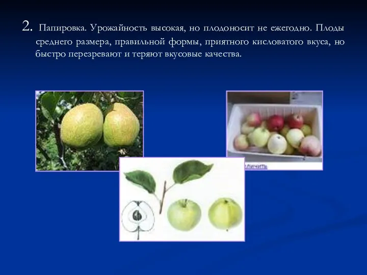 2. Папировка. Урожайность высокая, но плодоносит не ежегодно. Плоды среднего