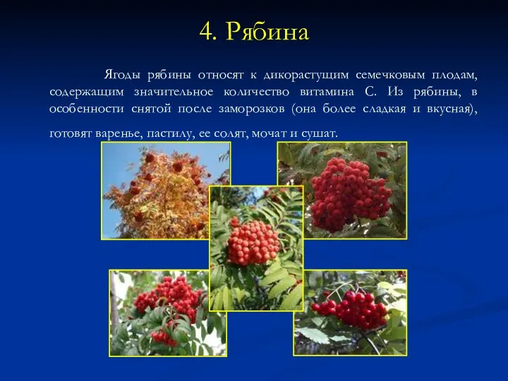 4. Рябина Ягоды рябины относят к дикорастущим семечковым плодам, содержащим