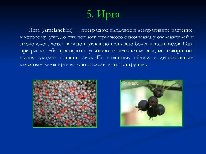 5. Ирга Ирга (Amelanchier) — прекрасное плодовое и декоративное растение,