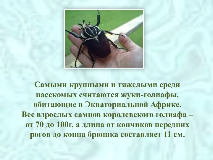 Самыми крупными и тяжелыми среди насекомых считаются жуки-голиафы, обитающие в