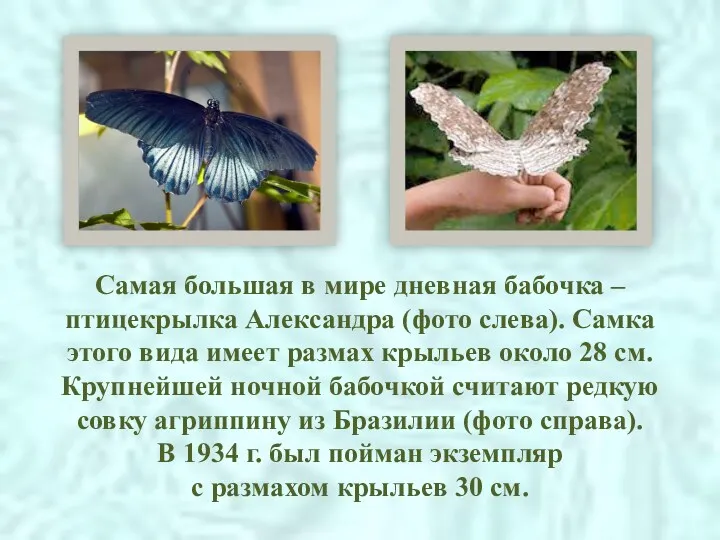 Самая большая в мире дневная бабочка – птицекрылка Александра (фото