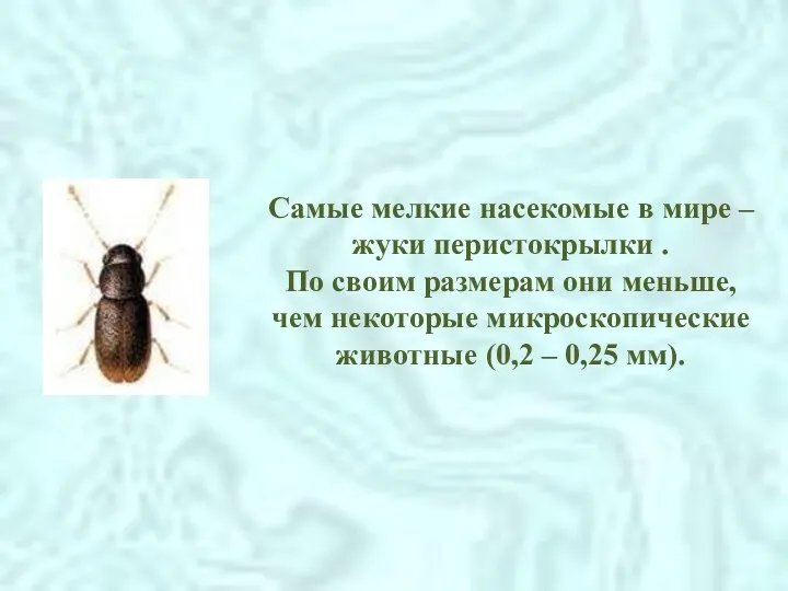 Самые мелкие насекомые в мире – жуки перистокрылки . По