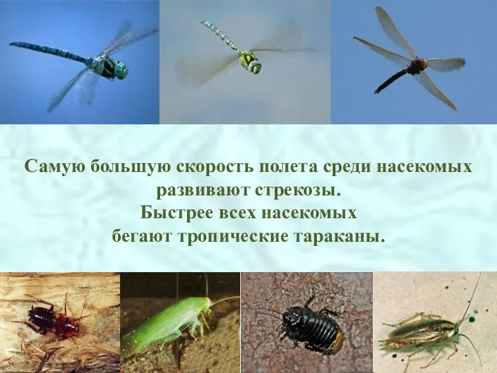 Самую большую скорость полета среди насекомых развивают стрекозы. Быстрее всех насекомых бегают тропические тараканы.