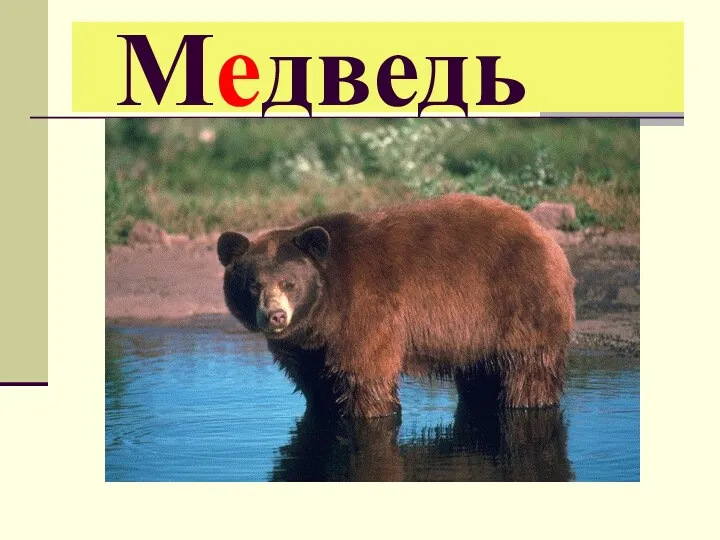 Медведь