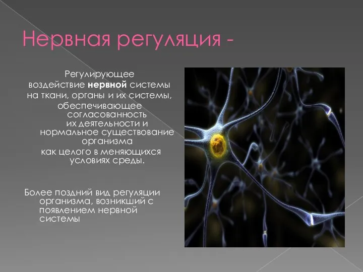 Нервная регуляция - Регулирующее воздействие нервной системы на ткани, органы