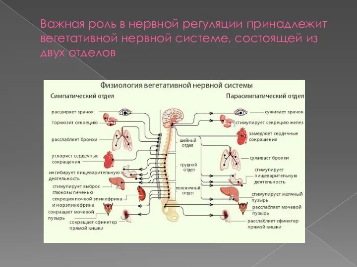 Важная роль в нервной регуляции принадлежит вегетативной нервной системе, состоящей из двух отделов