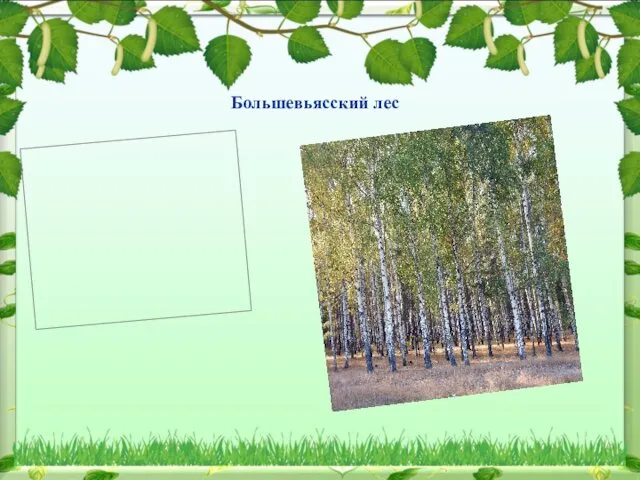 Большевьясский лес Большевьясский лес