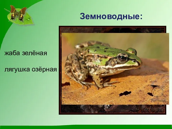 Земноводные: жаба зелёная лягушка озёрная