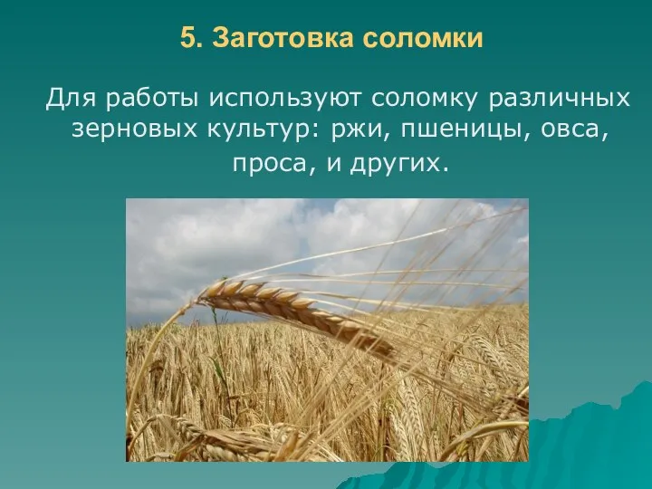 5. Заготовка соломки Для работы используют соломку различных зерновых культур: ржи, пшеницы, овса, проса, и других.