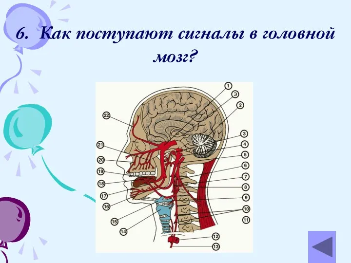 6. Как поступают сигналы в головной мозг?
