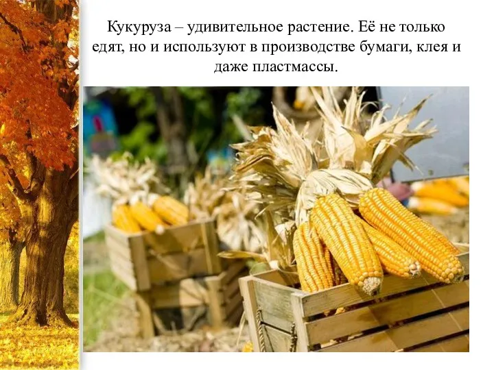 Кукуруза – удивительное растение. Её не только едят, но и