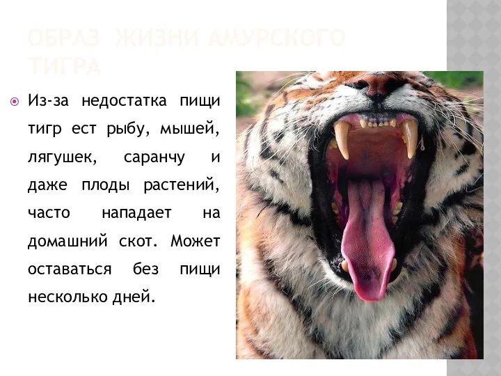 ОБРАЗ ЖИЗНИ АМУРСКОГО ТИГРА Из-за недостатка пищи тигр ест рыбу,