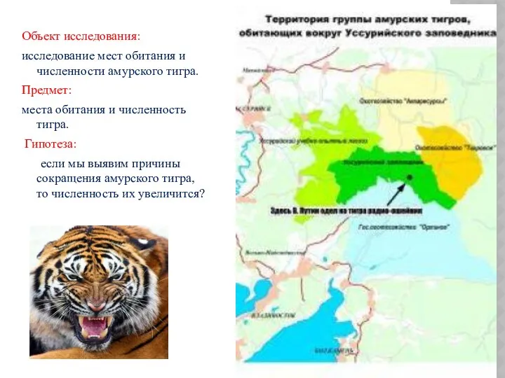 Объект исследования: исследование мест обитания и численности амурского тигра. Предмет:
