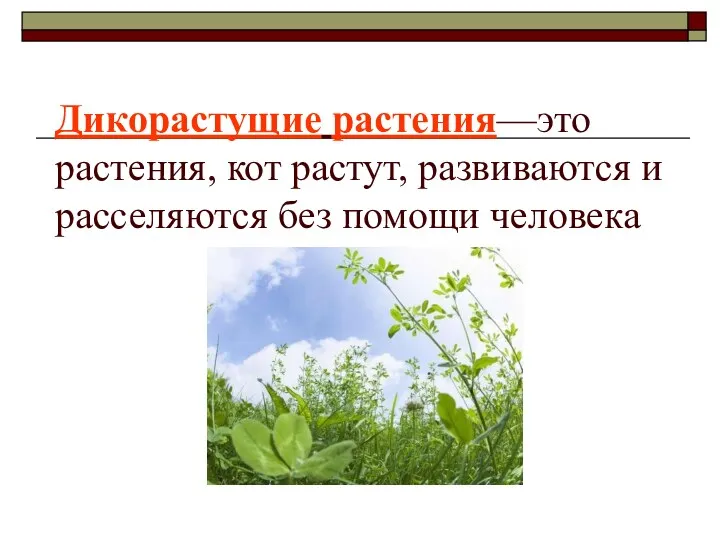 Дикорастущие растения—это растения, кот растут, развиваются и расселяются без помощи человека