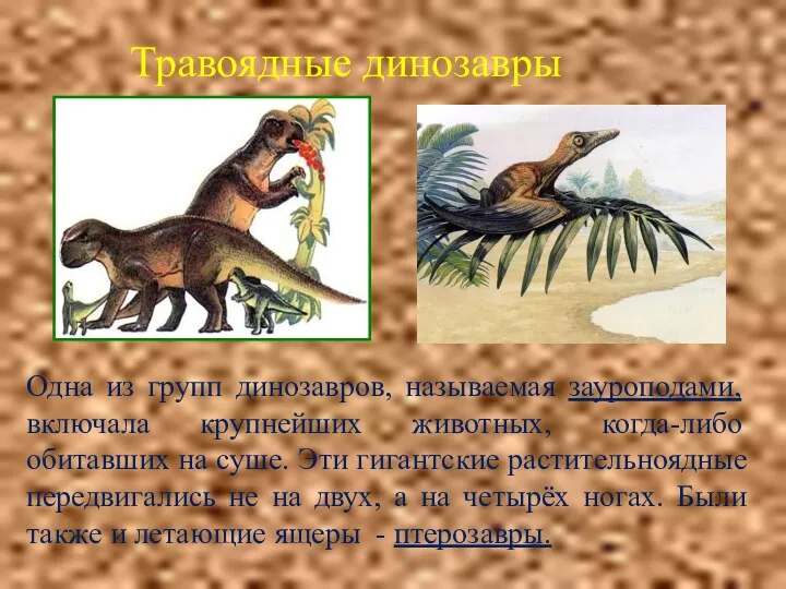 Травоядные динозавры Одна из групп динозавров, называемая зауроподами, включала крупнейших