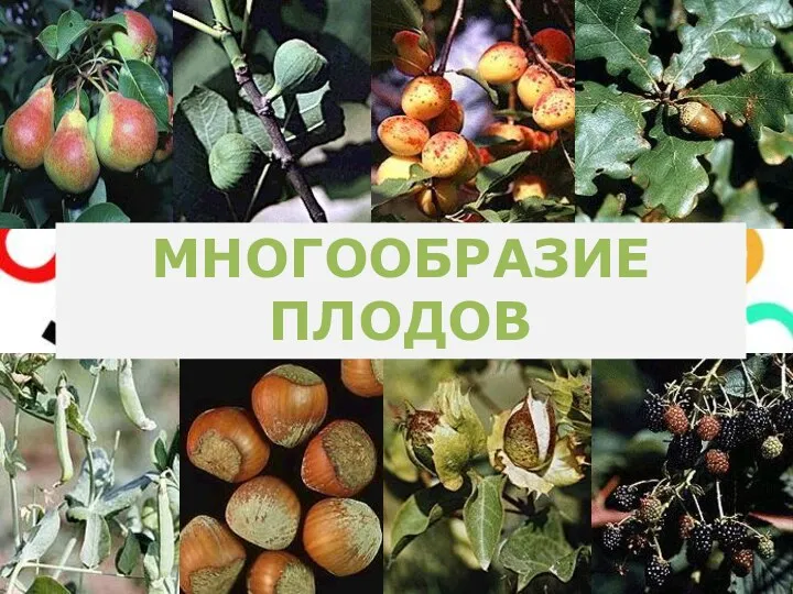 МНОГООБРАЗИЕ ПЛОДОВ