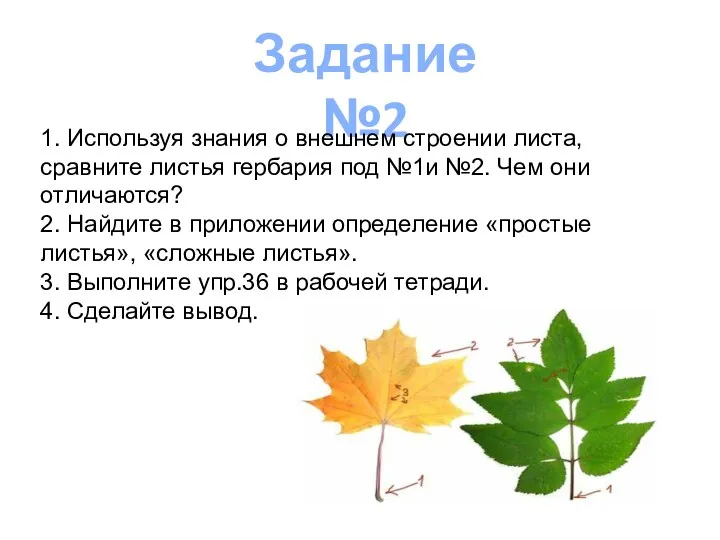 Задание №2 1. Используя знания о внешнем строении листа, сравните листья гербария под
