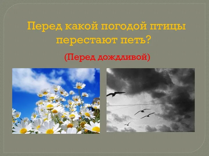 Перед какой погодой птицы перестают петь? (Перед дождливой)