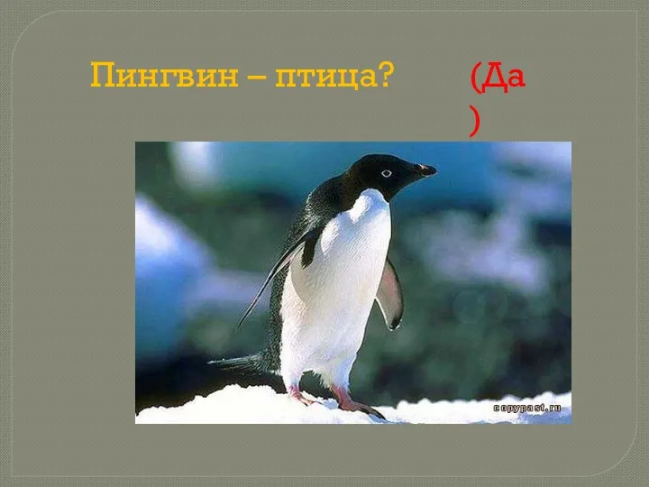 Пингвин – птица? (Да)