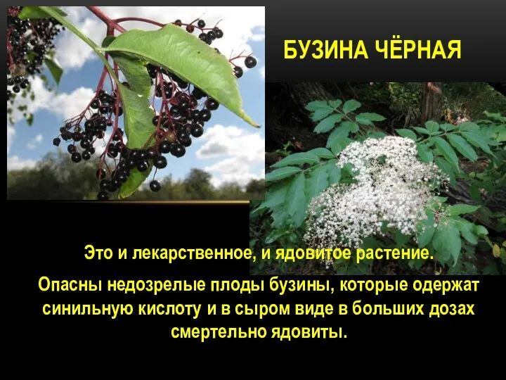 Это и лекарственное, и ядовитое растение. Опасны недозрелые плоды бузины, которые одержат синильную
