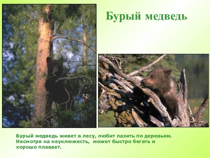 Бурый медведь Бурый медведь живет в лесу, любит лазить по деревьям. Несмотря на
