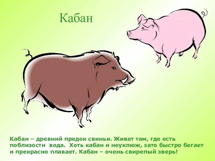 Кабан Кабан – древний предок свиньи. Живет там, где есть поблизости вода. Хоть