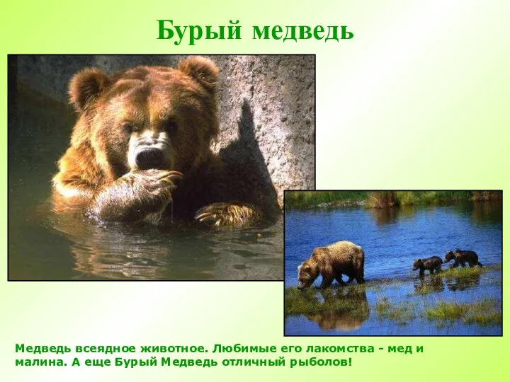 Бурый медведь Медведь всеядное животное. Любимые его лакомства - мед и малина. А