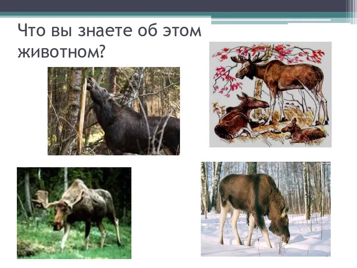 Что вы знаете об этом животном?