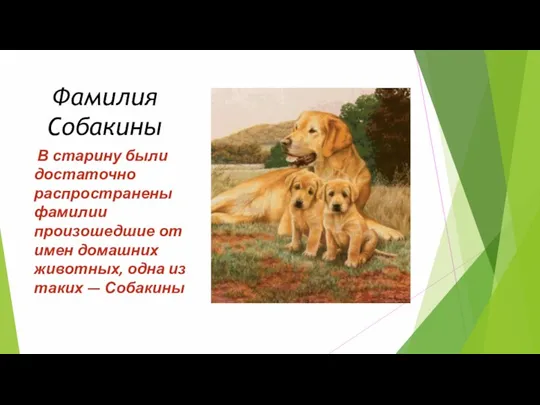 Фамилия Собакины В старину были достаточно распространены фамилии произошедшие от