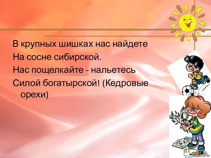 В крупных шишках нас найдете На сосне сибирской. Нас пощелкайте - нальетесь Силой богатырской! (Кедровые орехи)