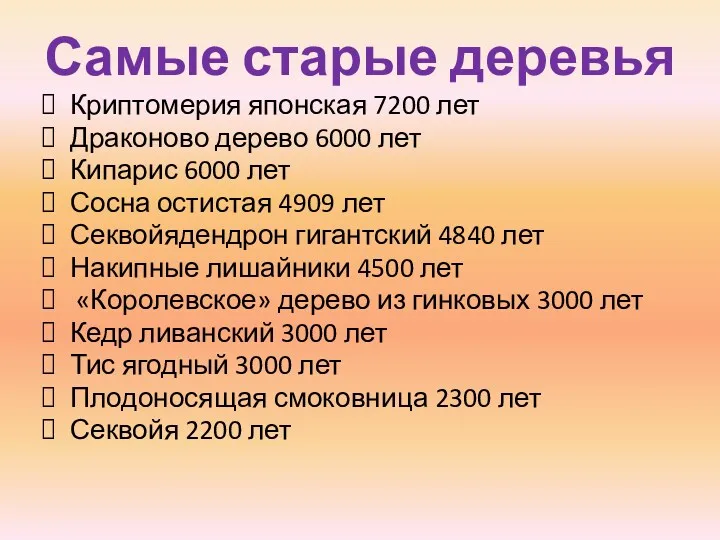 Самые старые деревья Криптомерия японская 7200 лет Драконово дерево 6000