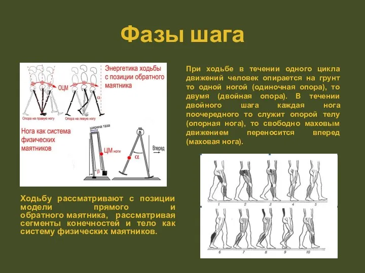 Фазы шага Ходьбу рассматривают с позиции модели прямого и обратного